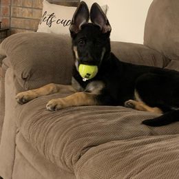 German Shepherd Puppies from Sevilla German Shepherds