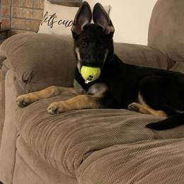German Shepherd Puppies from Sevilla German Shepherds