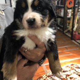 Bernese Mountain Dog Puppies from Humble Hearts Bernese
