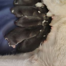 Girl 3 - Black and white female Siberian Husky puppy in Coatesville, Pennsylvania from Amore Puppies