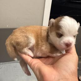 Jack  Jack O Lantern - Red and white male Pomsky puppy in Scandinavia, Wisconsin from Bonnie’s Little Fluffys