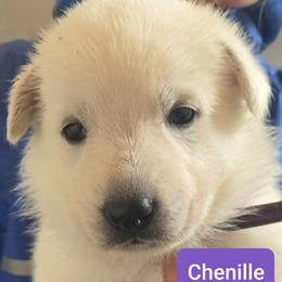 Girl 2 - White female German Shepherd puppy in Tonopah, Nevada from Mercy's White Shepherds