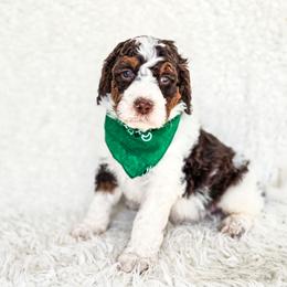 Tumnus - Brown and white male Bernedoodle puppy in Gaylord, Michigan from Dog Mom Co. Doodles
