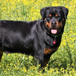 Rottweiler All Grown Up from Cross O Ranch Rottweilers