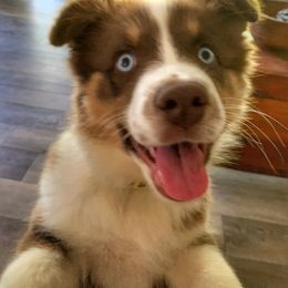 Australian Shepherd Puppies from Farmhouse Aussies