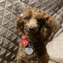 Amy - Poodle