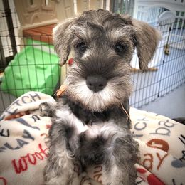 Miniature Schnauzer Puppies from MoonShadows Miniature Schnauzers