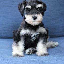 Miniature Schnauzer Puppies from Schnauzers of Georgia Cliff