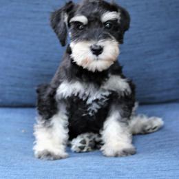Miniature Schnauzer Puppies from Schnauzers of Georgia Cliff