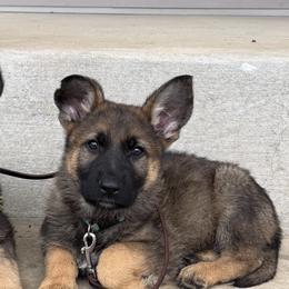 German Shepherd Puppies from Karen Nikirk