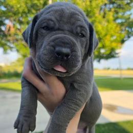 MADONNA Blue brindle point - Blue female Great Dane puppy in Port Clinton, Ohio from LakeSide Danes