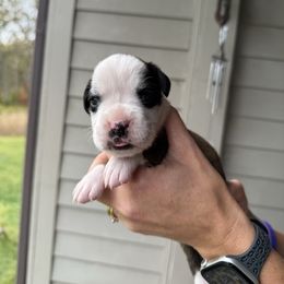 Raven - Fawn female Boxer puppy in Jamesville, New York from Reynolds Homestead Boxers