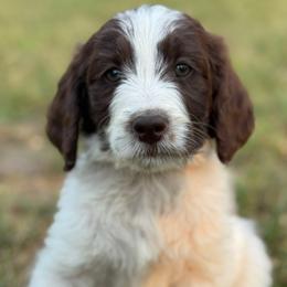 Sparrow - Parti female Goldendoodle puppy in Angier, North Carolina from A Breed Above Kennels