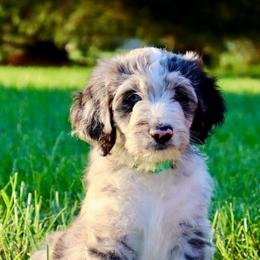 Sauvage - Blue merle male Aussiedoodle puppy in Decatur, Illinois from Signature Doodles