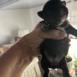 Yorkshire Terrier puppies from Jewels Pupe