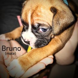 Boxer Puppies from Barney Boxers
