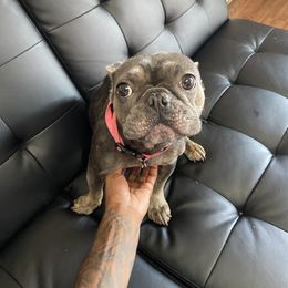 Boston - French Bulldog