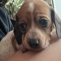 Versace - Piebald male Dachshund puppy in Hockley, Texas from Shans Down Home Doxies