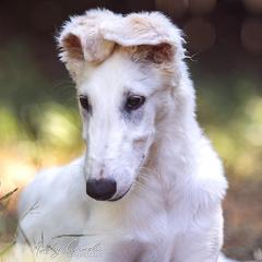Borzoi Puppies from Rezance Borzoi