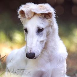 Borzoi Puppies from Rezance Borzoi