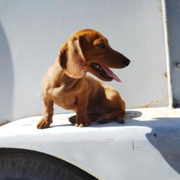 Kj - Dachshund