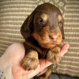 Chocolate Boy - Chocolate and tan male Dachshund puppy in North Port, Florida from Jessica Louise Dachshunds