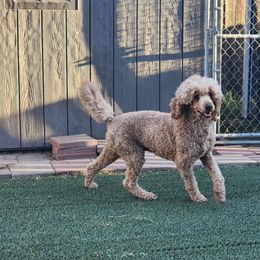 Cuervo - Poodle