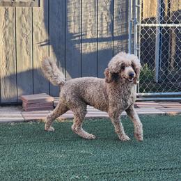 Cuervo - Poodle