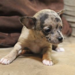Maisie - Merle female Chihuahua puppy in Willamina, Oregon from Cherished Chihuahuas
