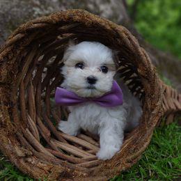 Companion Cross, Mal-Shi, Maltese, Maltipoo, Morkie, and Shih Tzu Puppies from Seeking Shalom Acres Maltese, Maltipoos & Havamalts