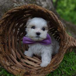 Companion Cross, Mal-Shi, Maltese, Maltipoo, Morkie, and Shih Tzu Puppies from Seeking Shalom Acres Maltese, Maltipoos & Havamalts