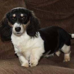 Emma - Dachshund