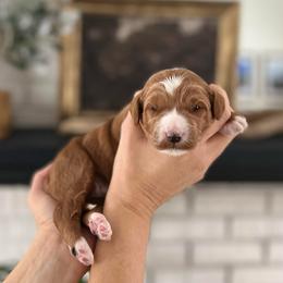 Magnolia 'Nolie' - Red  female Goldendoodle puppy in S AI Nt John, Indiana from Lulu's Goldendoodles