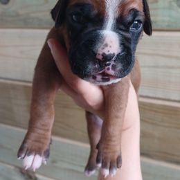 Boxer puppies from PuppyLove