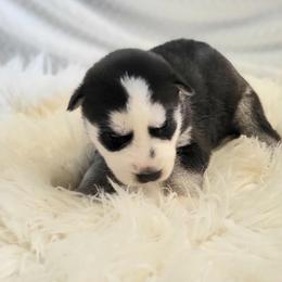 Ivy - Black and white female Siberian Husky puppy in Hebron, Kentucky from Glacier Run Huskies
