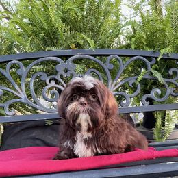 Boy 2 - Liver and white Shih Tzu puppy in Princeton, North Carolina from Beauty Barn Shih Tzus