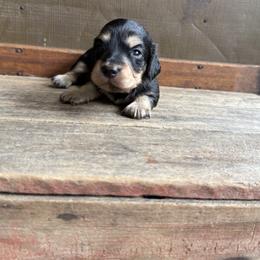 Poppy - Black and cream female Dachshund puppy in Squires, Missouri from Hudson’s Hounds
