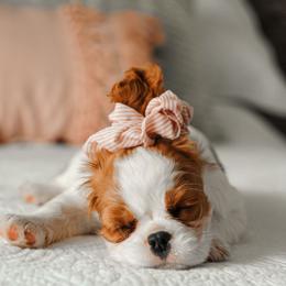 Cavalier King Charles Spaniel Puppies from Cavalier & Co.