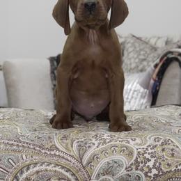 Orange Boy - Red male Redbone Coonhound puppy in Shreveport, Louisiana from BAFERD Kennels