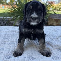 Bernedoodle Puppies from Burbank Bernedoodles