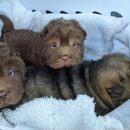 Chinese Shar-Pei Puppies from Zoey's Waggly Tails