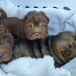 Chinese Shar-Pei Puppies from Zoey's Waggly Tails