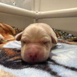 Reese's - Yellow female Labrador Retriever puppy in Eugene, Oregon from LakeHouse Labrador Retriever LLC