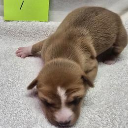P girl 1 - Red and white female Basenji puppy in Caldwell, Texas from Candyce Witte