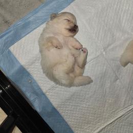 Rajah - White female Pomeranian puppy in Newport News, Virginia from Itty Bitty Poms