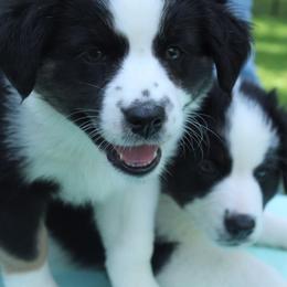 Australian Shepherd Puppies from Lil Klimuk's Australian Shepherds