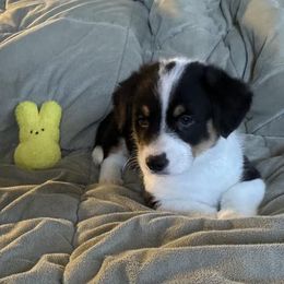 Adirondack - Black and tan Pembroke Welsh Corgi puppy in Lima, New York from Hickory Springs Corgis