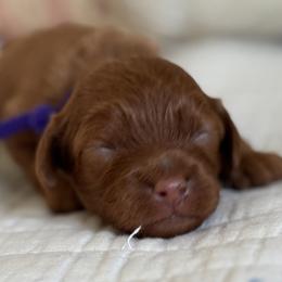 Nova- purple collar - Red female Cavapoo puppy in Beckley, West Virginia from By Design Doodles