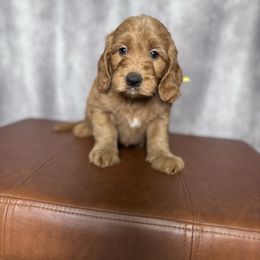 Yellow collar female - Red  female Goldendoodle puppy in Piedmont, South Carolina from The Farm at Saluda Ridge