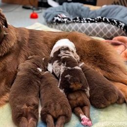 Australian Shepherds from Tonya Myers